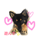 柴犬の球（個別スタンプ：1）