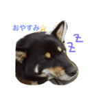 柴犬の球（個別スタンプ：2）