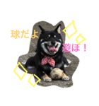 柴犬の球（個別スタンプ：3）