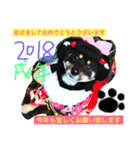 柴犬の球（個別スタンプ：5）