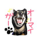 柴犬の球（個別スタンプ：6）