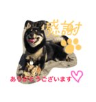柴犬の球（個別スタンプ：7）