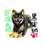 柴犬の球（個別スタンプ：8）