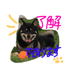 柴犬の球（個別スタンプ：9）