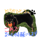 柴犬の球（個別スタンプ：10）