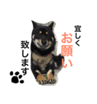 柴犬の球（個別スタンプ：11）