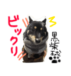 柴犬の球（個別スタンプ：12）
