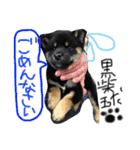 柴犬の球（個別スタンプ：13）