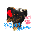 柴犬の球（個別スタンプ：14）