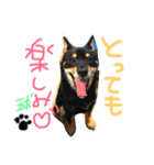 柴犬の球（個別スタンプ：15）