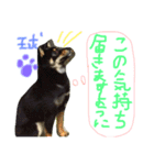 柴犬の球（個別スタンプ：16）