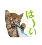 茶トラ猫♡ヨギくんスタンプpart2（個別スタンプ：2）