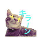 茶トラ猫♡ヨギくんスタンプpart2（個別スタンプ：4）