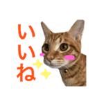 茶トラ猫♡ヨギくんスタンプpart2（個別スタンプ：5）