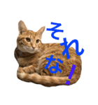 茶トラ猫♡ヨギくんスタンプpart2（個別スタンプ：7）
