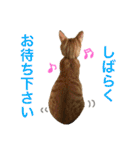 茶トラ猫♡ヨギくんスタンプpart2（個別スタンプ：8）
