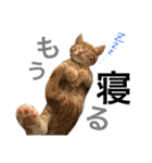 茶トラ猫♡ヨギくんスタンプpart2（個別スタンプ：10）