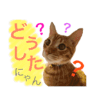 茶トラ猫♡ヨギくんスタンプpart2（個別スタンプ：11）