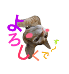 茶トラ猫♡ヨギくんスタンプpart2（個別スタンプ：12）