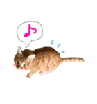 茶トラ猫♡ヨギくんスタンプpart2（個別スタンプ：14）