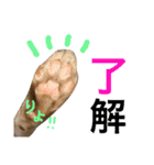 茶トラ猫♡ヨギくんスタンプpart2（個別スタンプ：17）
