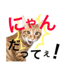 茶トラ猫♡ヨギくんスタンプpart2（個別スタンプ：18）
