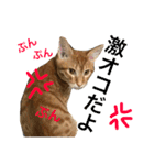 茶トラ猫♡ヨギくんスタンプpart2（個別スタンプ：19）