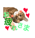 茶トラ猫♡ヨギくんスタンプpart2（個別スタンプ：21）
