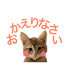茶トラ猫♡ヨギくんスタンプpart2（個別スタンプ：23）