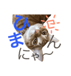 茶トラ猫♡ヨギくんスタンプpart2（個別スタンプ：24）