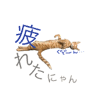 茶トラ猫♡ヨギくんスタンプpart2（個別スタンプ：25）