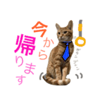 茶トラ猫♡ヨギくんスタンプpart2（個別スタンプ：30）
