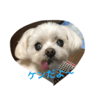 マルチーズの親子  健＆仁（個別スタンプ：1）