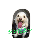 マルチーズの親子  健＆仁（個別スタンプ：2）