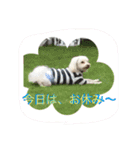 マルチーズの親子  健＆仁（個別スタンプ：3）