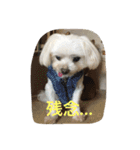 マルチーズの親子  健＆仁（個別スタンプ：5）