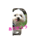 マルチーズの親子  健＆仁（個別スタンプ：7）