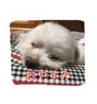 マルチーズの親子  健＆仁（個別スタンプ：8）