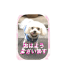 マルチーズの親子  健＆仁（個別スタンプ：12）