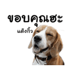 Chanom Dog Der 2（個別スタンプ：2）
