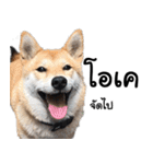 Chanom Dog Der 2（個別スタンプ：3）