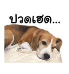 Chanom Dog Der 2（個別スタンプ：6）
