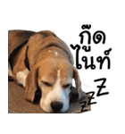 Chanom Dog Der 2（個別スタンプ：8）