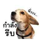 Chanom Dog Der 2（個別スタンプ：10）