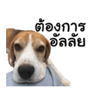 Chanom Dog Der 2（個別スタンプ：13）