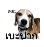 Chanom Dog Der 2（個別スタンプ：14）