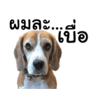 Chanom Dog Der 2（個別スタンプ：15）