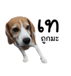 Chanom Dog Der 2（個別スタンプ：16）