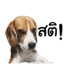 Chanom Dog Der 2（個別スタンプ：18）
