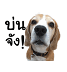Chanom Dog Der 2（個別スタンプ：19）